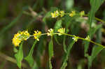 Ouachita Mountain goldenrod